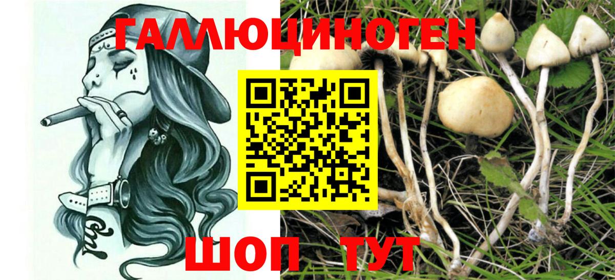 Галлюциногенные грибы прущие грибы Карачаевск